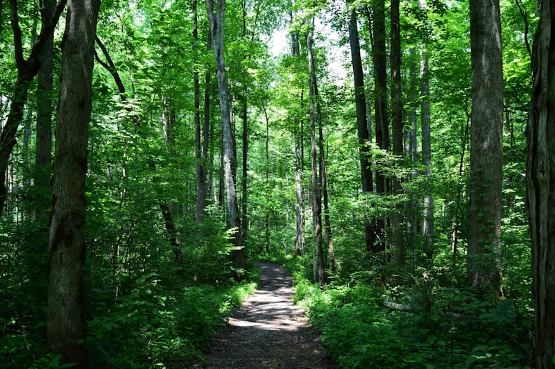 Scenic landscape of Texas Township along the Lackawaxen River