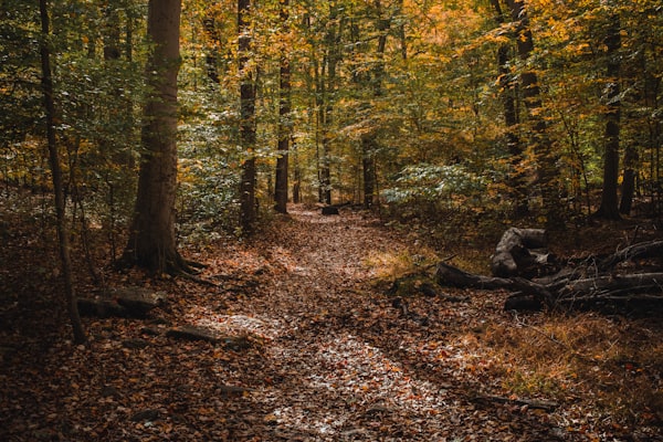 Forest trail at the Dorflinger-Suydam Wildlife Sanctuary